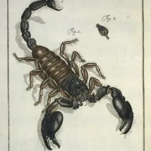 Lo scorpione orientale, lo scorpione Lo scorpione orientale, lo scorpione
