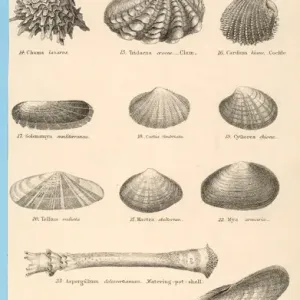 Sea Shells Print featuring Clams, Cockles and Mussels Sea Shells Print featuring Clams, Cockles and Mussels