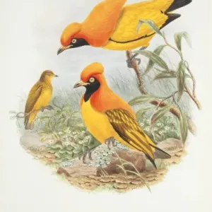 Sericulus aureus, bowerbird de llama. Sericulus aureus, bowerbird de llama.