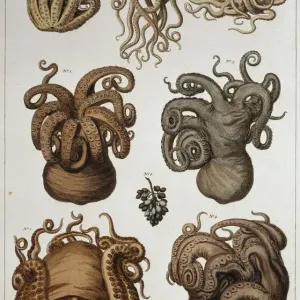 Seven Squid and Octopuses Print, 1759 Seven Squid and Octopuses Print, 1759