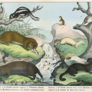 Seven Types of Carnivore Print Seven Types of Carnivore Print