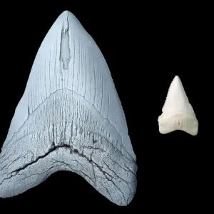 Comparison of Megalodon and Great White Shark Teeth Print Comparison of Megalodon and Great White Shark Teeth Print