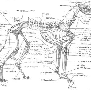 Greyhound Skeleton Anatomical Print in Pen and Ink Greyhound Skeleton Anatomical Print in Pen and Ink