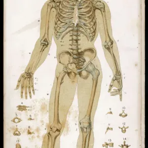 Skeleton and Ligaments Print: Anatomical Illustration of the Human Skeleton Skeleton and Ligaments Print: Anatomical Illustration of the Human Skeleton
