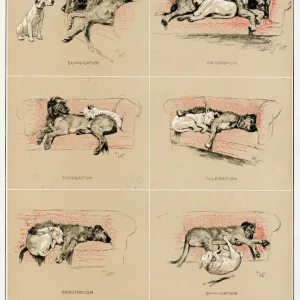Cecil Aldin's Sleeping Partners Print, 1929 Cecil Aldin's Sleeping Partners Print, 1929