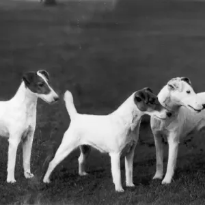 Foxterrier Glatt