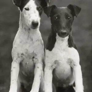 Smooth Fox Terriers Print - Two Young Dogs on a Table Smooth Fox Terriers Print - Two Young Dogs on a Table