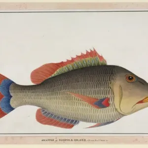 Snapper Fish Print, Norfolk Island, 1790 Snapper Fish Print, Norfolk Island, 1790