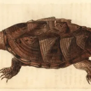 Snapping Turtle Print, Chelydra serpentina, 1812 Engraving Snapping Turtle Print, Chelydra serpentina, 1812 Engraving