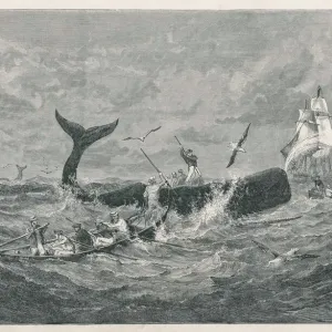Sperm Whale Print 1868 Lithograph Sperm Whale Print 1868 Lithograph