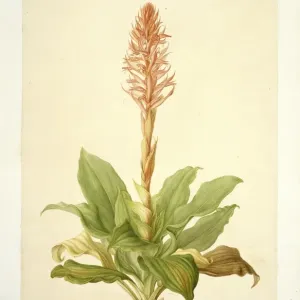 Spiranthus speciosa, orchidée. Spiranthus speciosa, orchidée.