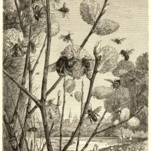 Bees in Springtime Print - Pussy Willow by a River