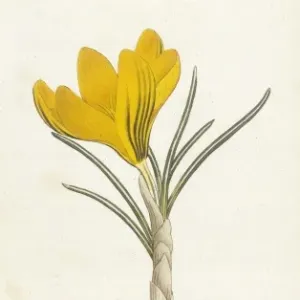 Curtis / Spring Crocus Curtis / Spring Crocus
