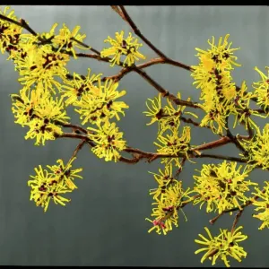 Hamamelis Mollis (Witch Hazel) Print - Aromatic Spring Bloom
