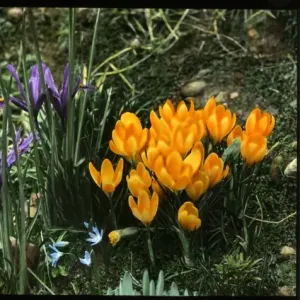 Iris Reticulata and Crocus Chrysanthus Print - Spring Blooms Iris Reticulata and Crocus Chrysanthus Print - Spring Blooms