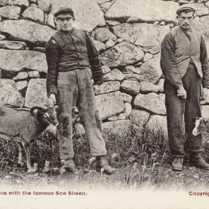 Les St-Kiladiens avec moutons de Soay Les St-Kiladiens avec moutons de Soay