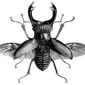 Hirschkäfer