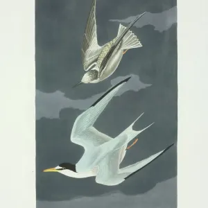 Least Tern Print, Plate 319 from Birds of America (1835-38) Least Tern Print, Plate 319 from Birds of America (1835-38)