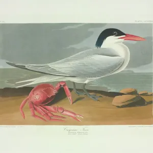 Royal Tern Print, Birds of America (1834-35) Royal Tern Print, Birds of America (1834-35)