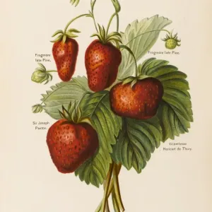 Strawberries Strawberries