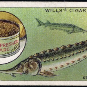 Sturgeon and Caviar Print: Ocean-Dwelling Fish with Canned Eggs