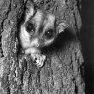 Sugar Glider Print, Eastern Australia 1960s Sugar Glider Print, Eastern Australia 1960s