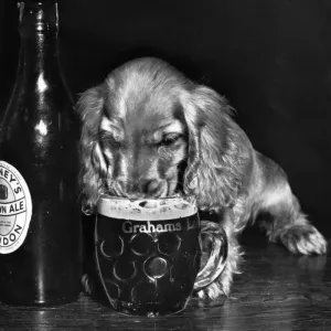 1950s Print: Susi Drinking Beer 1950s Print: Susi Drinking Beer
