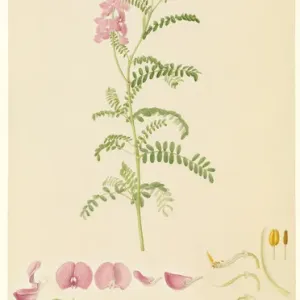 Swainsona sp. Swainsona sp.