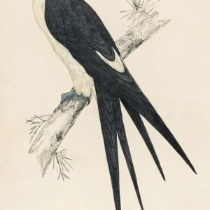 American Swallow-Tailed Kite Print American Swallow-Tailed Kite Print