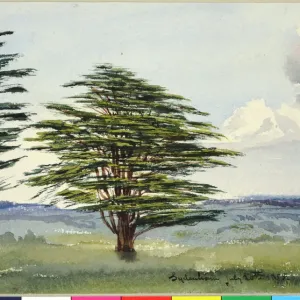 Sydenham Cedar of Lebanon Print, 1855 by James Moore Sydenham Cedar of Lebanon Print, 1855 by James Moore