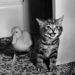 Tabby Kitten and Duckling Print - Unlikely Friends, 1950s Tabby Kitten and Duckling Print - Unlikely Friends, 1950s