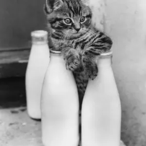 Tabby Kitten with Three Pints of Milk Print, 1950s Tabby Kitten with Three Pints of Milk Print, 1950s