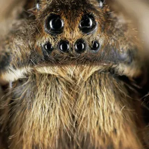 Tarantula Spider Print - South Tuva, Russia