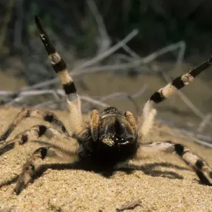 Tarantula Spider Print, South Tuva, Russia