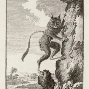 Western Tarsier Print - Prosimian Species Western Tarsier Print - Prosimian Species