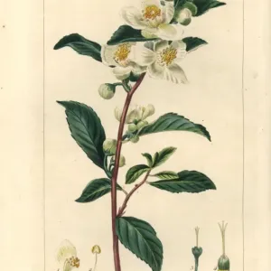 Handcolored Stipple Engraving Tea Print, 1820