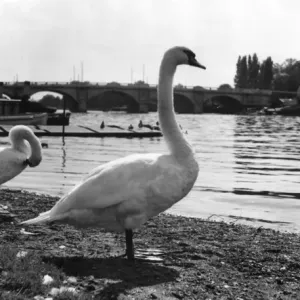 Thames Swans Print: Kingston-upon-Thames, Surrey Thames Swans Print: Kingston-upon-Thames, Surrey