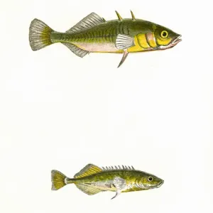Three-Spined Stickleback y Tinker.