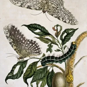 White Witch Moth Metamorphosis Print (1705)