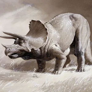 Triceratops Print: Upper Cretaceous Era Dinosaur Triceratops Print: Upper Cretaceous Era Dinosaur