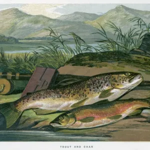 A Trout and a Char Print A Trout and a Char Print