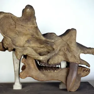 Uintatherium Skull Print - 740mm Long Uintatherium Skull Print - 740mm Long