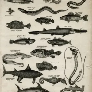 Varieties of Fish, a 1811 Aquatint Print Varieties of Fish, a 1811 Aquatint Print