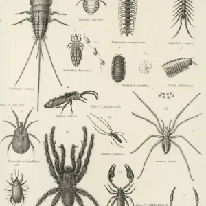 Aracnidi variati Aracnidi variati