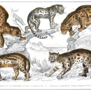 Various Big Cats Print, circa 1860 Various Big Cats Print, circa 1860