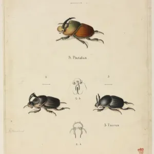 Watercolour Scarab Beetle Print, 1822 Watercolour Scarab Beetle Print, 1822