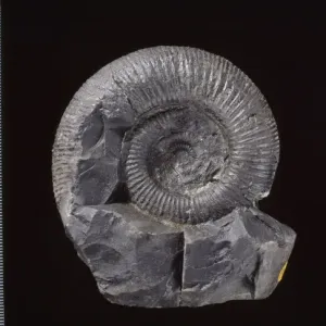 Virgatosphinctes Ammonite Fossil Print, Himalaya Region Virgatosphinctes Ammonite Fossil Print, Himalaya Region