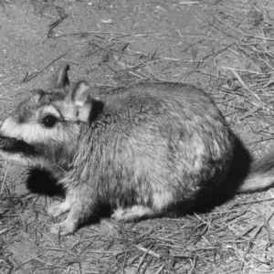VISCACHA VISCACHA
