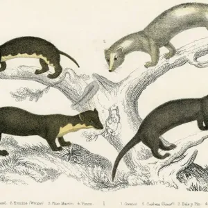 Weasel & Relatives Print circa 1830 Weasel & Relatives Print circa 1830