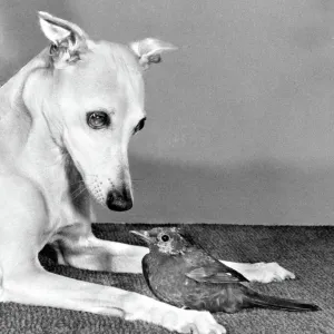 Whippet and Blackbird Print, 1950s Whippet and Blackbird Print, 1950s